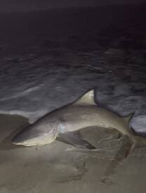 A large shark is displayed on the beach, showcasing a successful night fishing trip.