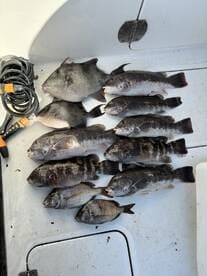 A variety of fish including grouper and snapper laid out on a cleaning table after a successful fishing trip.