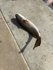 A Redfish laid out on a dock, showcasing its vibrant colors and distinctive markings.