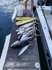 A variety of fish including Mahi Mahi and Tuna laid out on a dock after a successful fishing trip.