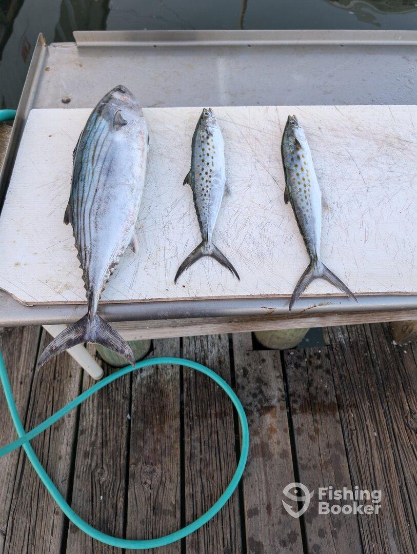 Three fish, including a striped fish and two smaller species, neatly arranged on a fillet table at a dock.
