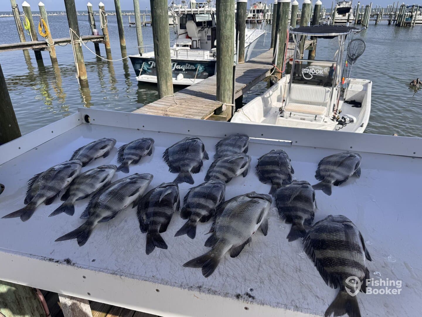 A variety of fish displayed on a cleaning table at the dock, showcasing a successful fishing trip.