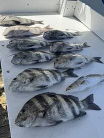 A variety of fish, including striped bass and snapper, neatly arranged on a fillet table after a successful fishing trip.