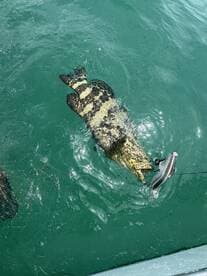 A large grouper is being reeled in while it attempts to catch a smaller fish, showcasing an exciting moment in a fishing adventure.