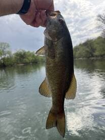 Angler proudly displaying a large Largemouth Bass caught in a serene river setting.