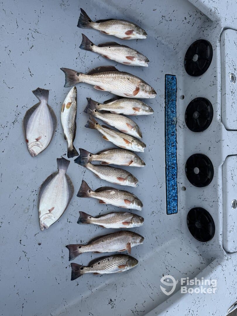 A variety of fish including Redfish and Flounder neatly arranged on the deck of a boat, showcasing a successful fishing trip.