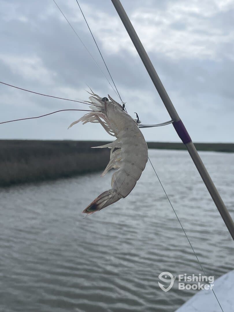 A close-up of a shrimp on a fishing line, set against a backdrop of water and cloudy skies.