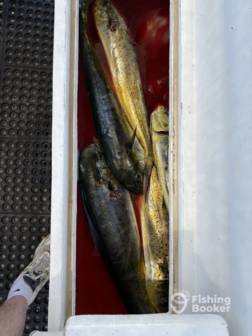 A cooler filled with several Mahi Mahi, showcasing a successful fishing trip.
