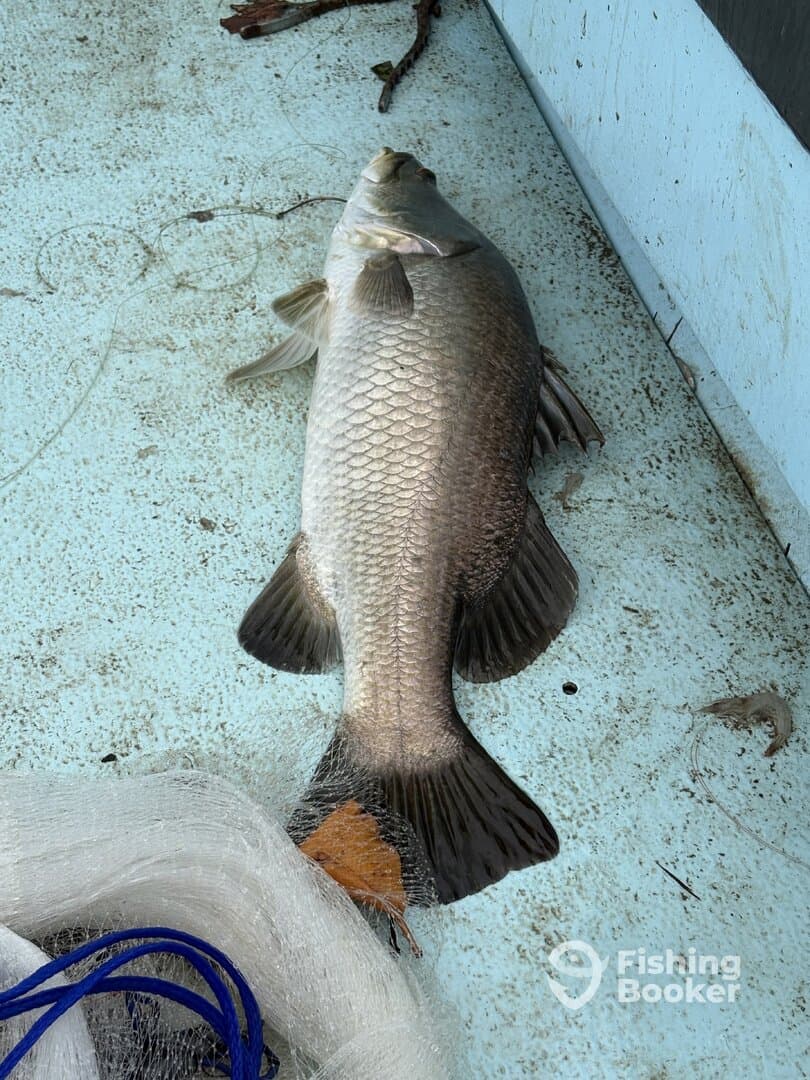 A large fish, likely a barramundi, displayed on the deck of a fishing boat, showcasing the catch from a recent fishing trip.