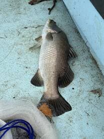 A large fish, likely a barramundi, displayed on the deck of a fishing boat, showcasing the catch from a recent fishing trip.