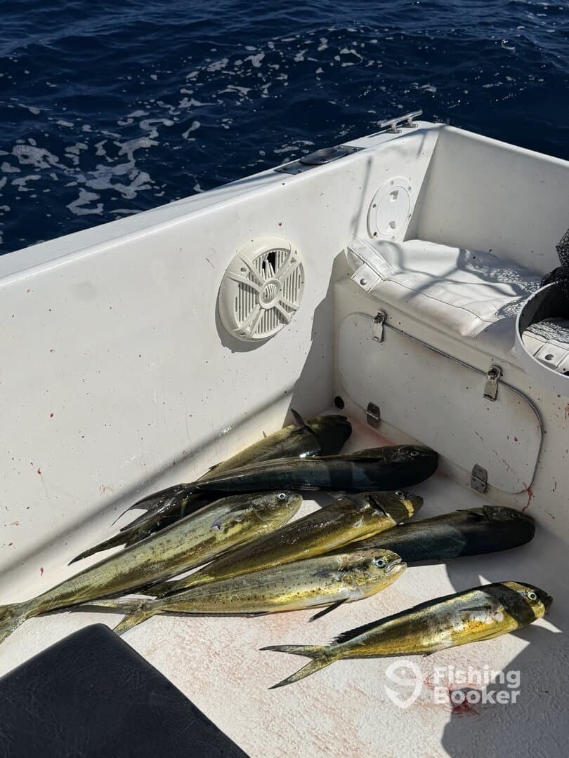 A collection of Mahi Mahi laid out on the deck of a boat, showcasing a successful offshore fishing trip.