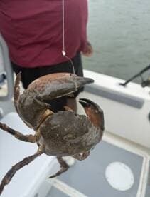 A crab is being reeled in during a fishing trip, showcasing the excitement of catching crustaceans while out on the water.