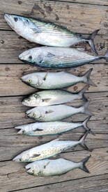A variety of fish including Spanish Mackerel and Bluefish neatly arranged on a dock, showcasing a successful fishing trip.