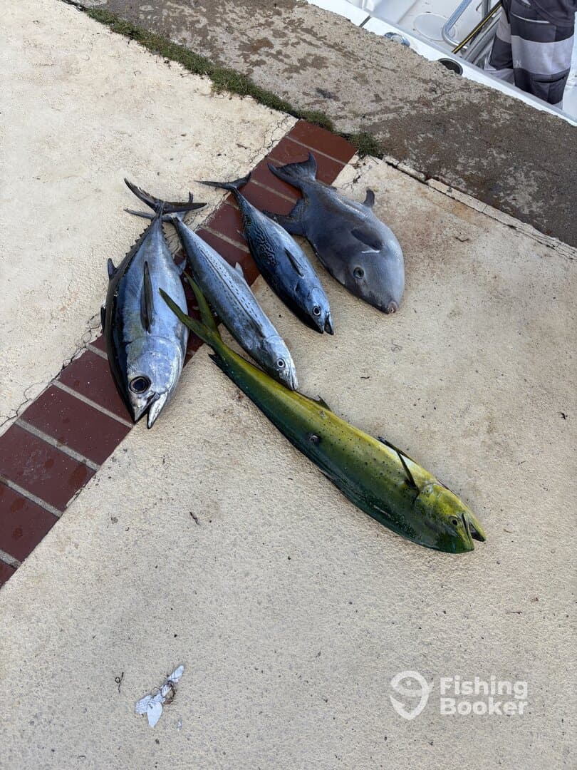 A variety of fish including Mahi Mahi and Tuna laid out on a dock after a successful fishing trip.