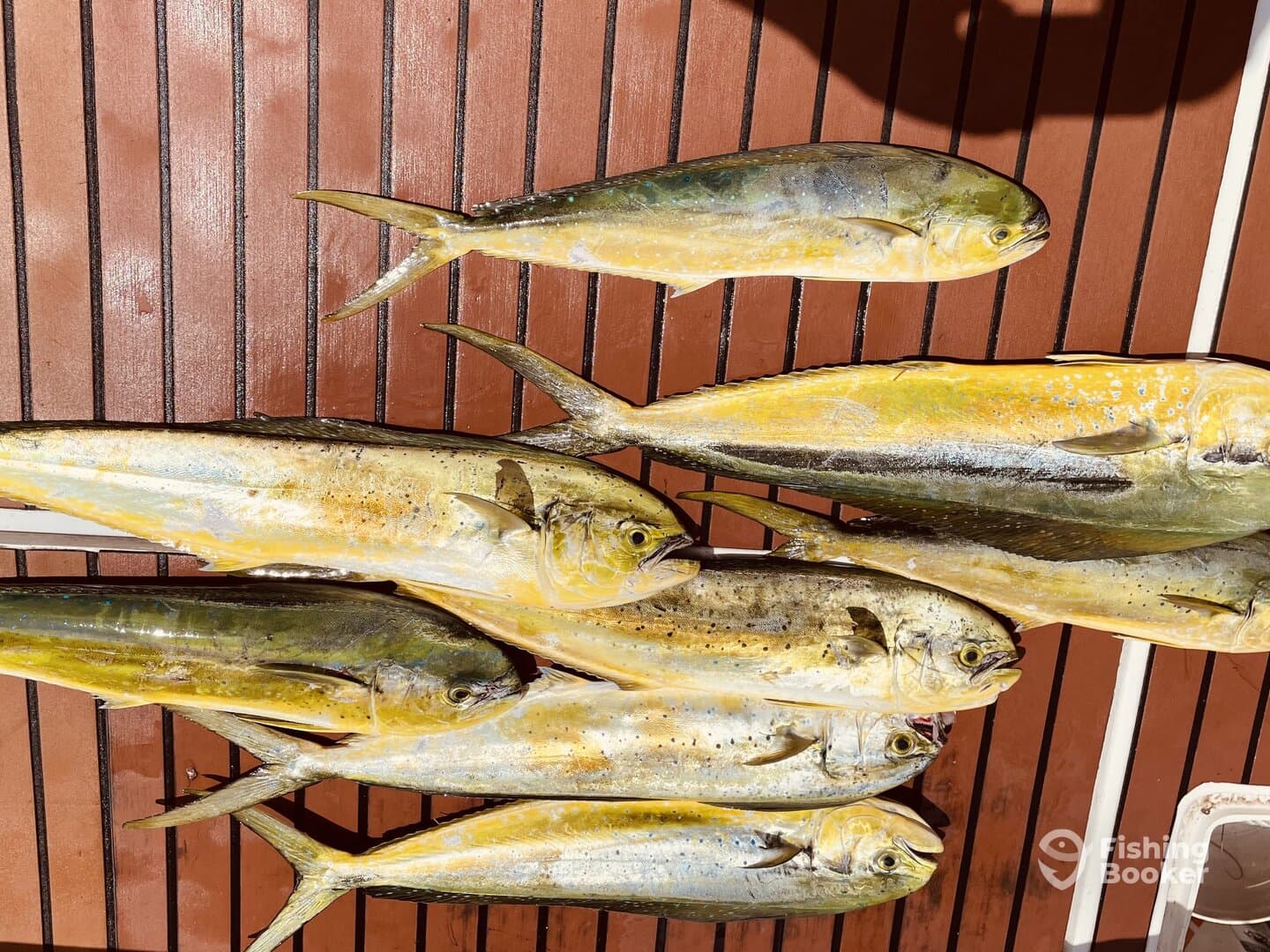 A variety of Mahi Mahi laid out on a dock, showcasing a successful fishing trip.