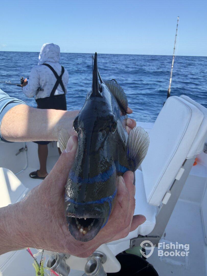 An angler proudly displaying a large fish, likely a species of wrasse, while fishing in open waters.