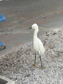A white bird standing on a shell-covered surface near a boat dock.