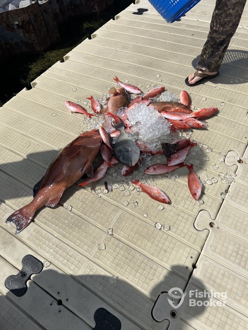 A variety of fish, including Snapper, are laid out on a dock with ice, showcasing a successful fishing trip.