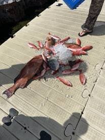 A variety of fish, including Snapper, are laid out on a dock with ice, showcasing a successful fishing trip.