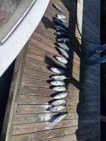 A variety of fish neatly arranged on a dock, showcasing a successful fishing trip.