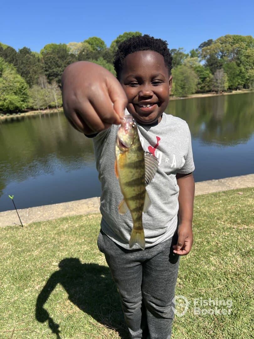 A young angler proudly displaying a freshly caught Yellow Perch by the serene waters of a local pond.