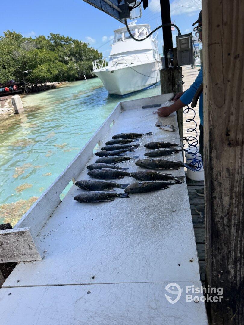 A variety of fish laid out on a fillet table at a dock, with a boat visible in the background, indicating a successful fishing trip.