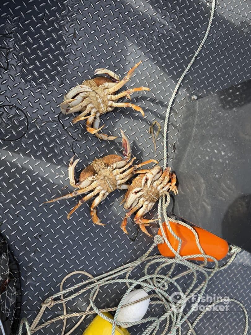 Three crabs displayed on the deck of a fishing boat, showcasing a successful catch during a crabbing trip.