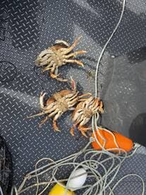 Three crabs displayed on the deck of a fishing boat, showcasing a successful catch during a crabbing trip.