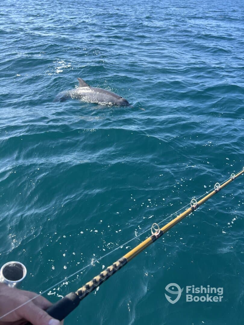 A fisherman casting a line while a dolphin swims nearby in the clear blue waters, showcasing an exciting moment on the ocean.