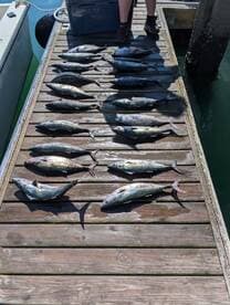 A variety of fish, including several species of tuna, laid out on a dock after a successful fishing trip.