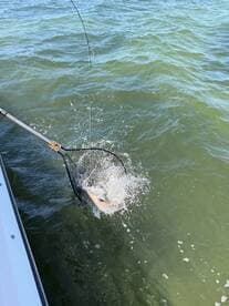 A fishing net is capturing a fish in the water, showcasing the excitement of the catch during a fishing trip.