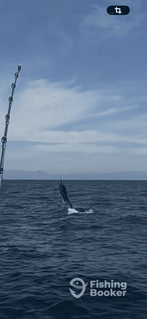 A marlin leaps out of the water during an exciting offshore fishing trip, showcasing the thrill of deep-sea angling.