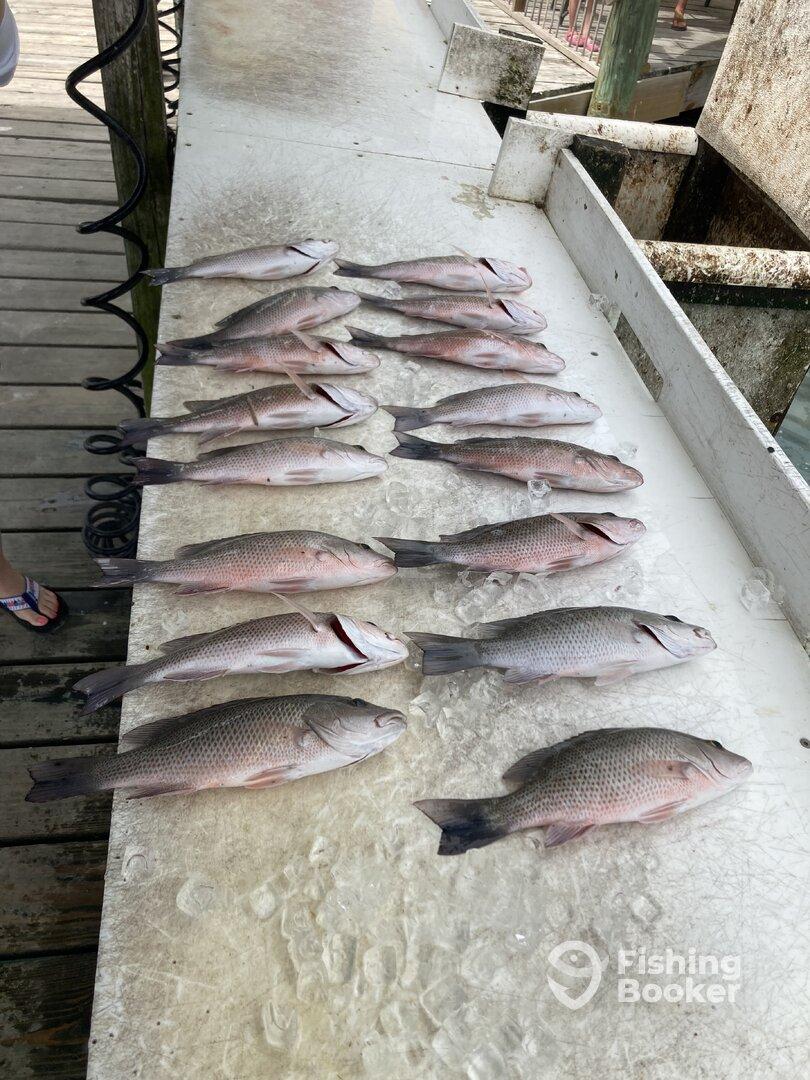 A variety of fish laid out on a cleaning station at the dock, showcasing a successful fishing trip.