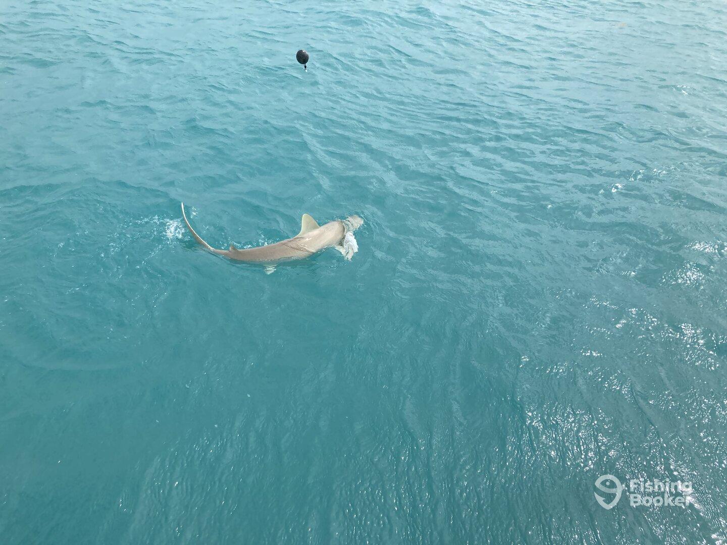 A shark swimming in clear blue waters, showcasing the excitement of fishing in an open ocean environment.