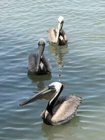 Three pelicans swimming in calm waters, showcasing the natural beauty of the fishing environment.