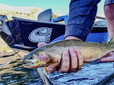 Angler proudly displaying a vibrant Rainbow Trout while fishing from a Clacka boat in a scenic river setting.