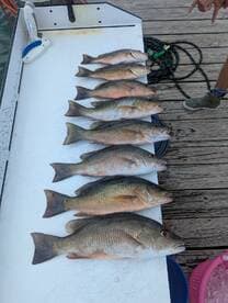 A neat display of multiple Snapper arranged on a cleaning table, showcasing a successful fishing trip.