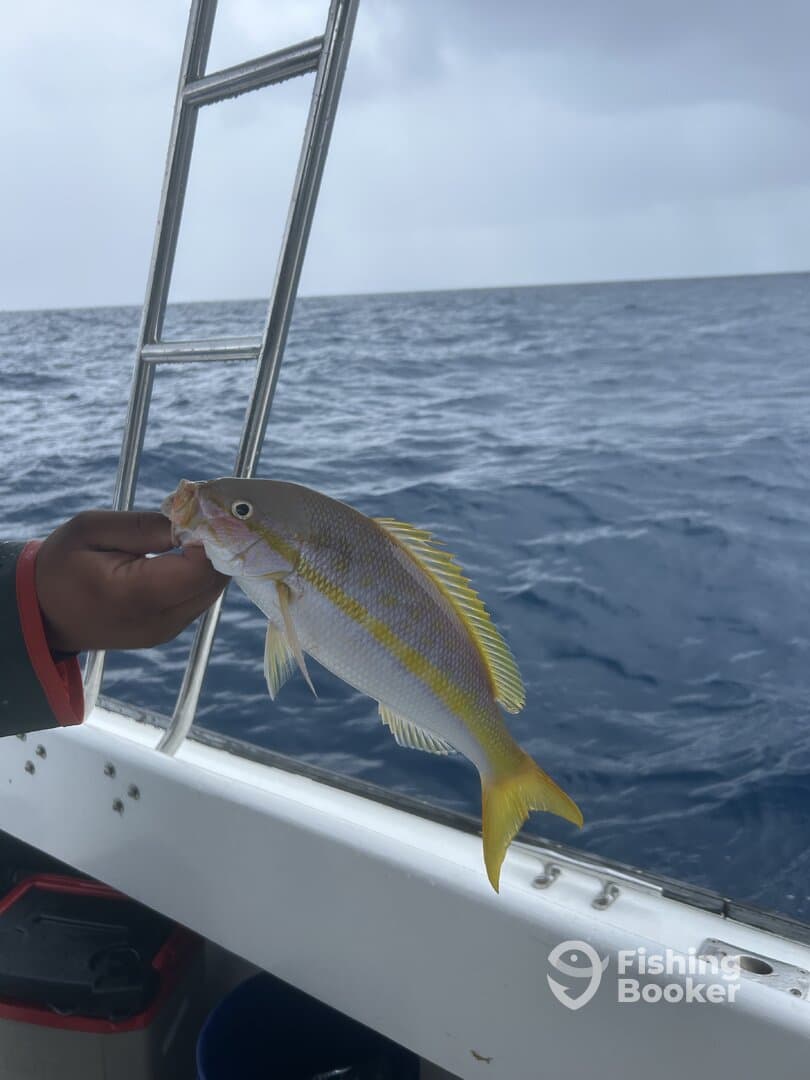 Angler holding a vibrant Yellowtail Snapper while fishing offshore, showcasing the catch against a backdrop of the open sea.