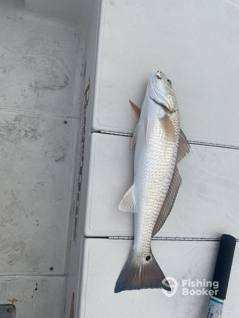 A freshly caught Redfish displayed on a boat's surface, showcasing the catch after a successful fishing trip.
