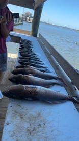 A variety of fish neatly arranged on a cleaning table at a dock, showcasing a successful fishing trip.