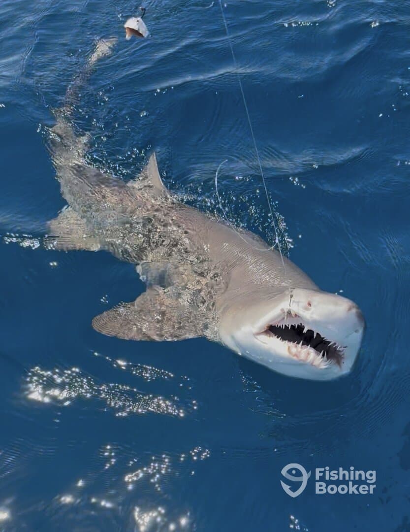 A shark is actively being reeled in, showcasing the excitement of deep-sea fishing.