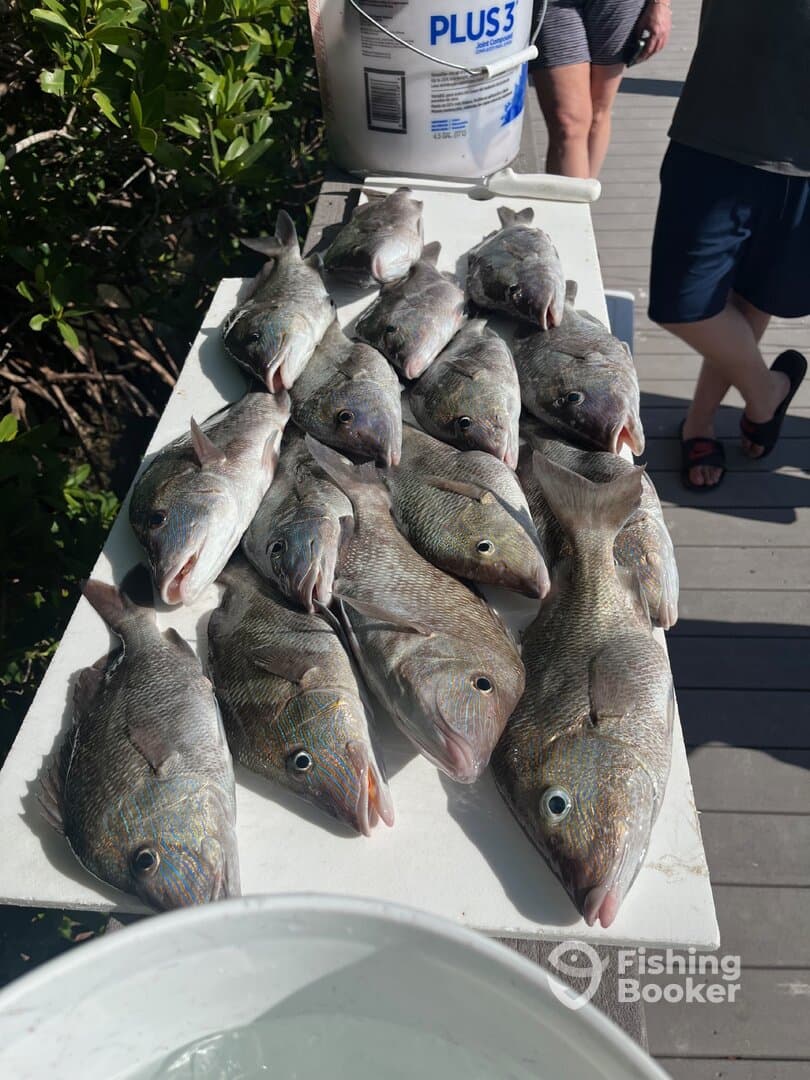 A variety of fish displayed neatly on a table at the dock, showcasing a successful fishing trip.