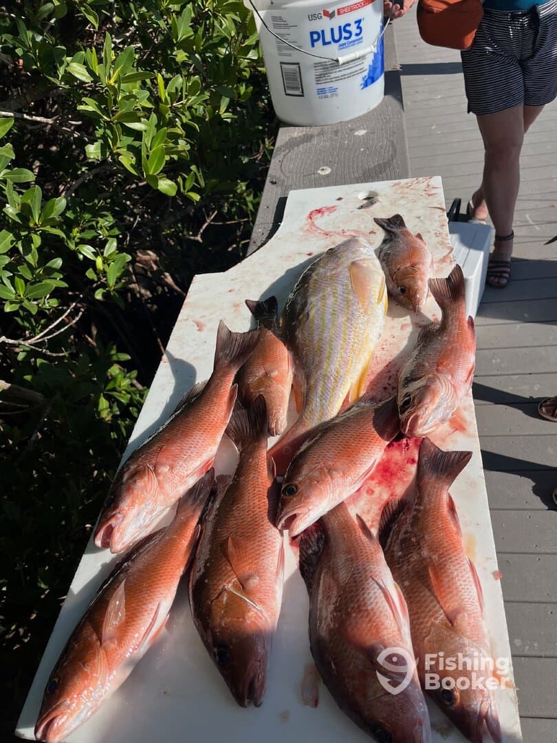 A variety of freshly caught fish, including Snapper, displayed on a cleaning table at a dock, with a person in the background.