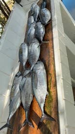 A neatly arranged display of multiple fish on a board, showcasing a successful fishing trip.