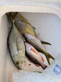 A variety of fish including Yellowtail and Snapper stored in a cooler with ice, ready for cleaning after a successful fishing trip.