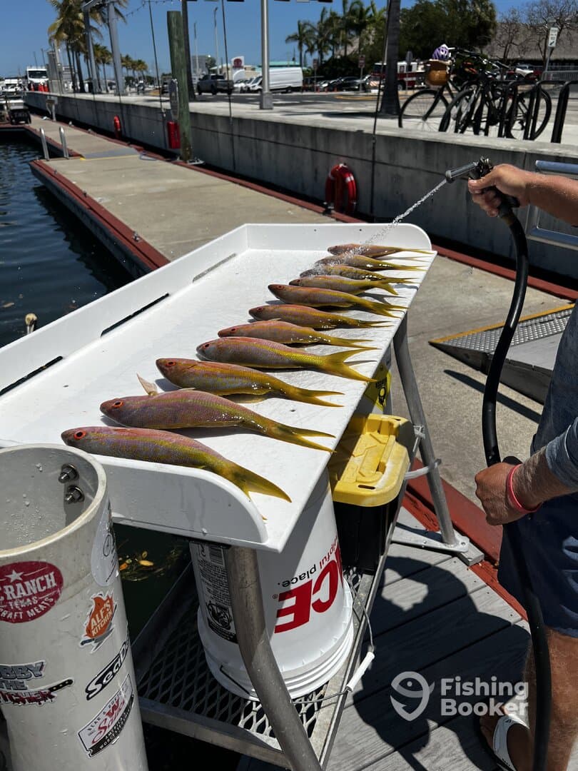 A variety of fish, likely Yellowtail Snapper, are neatly arranged on a cleaning table at the dock, with a person rinsing them off after a successful fishing trip.