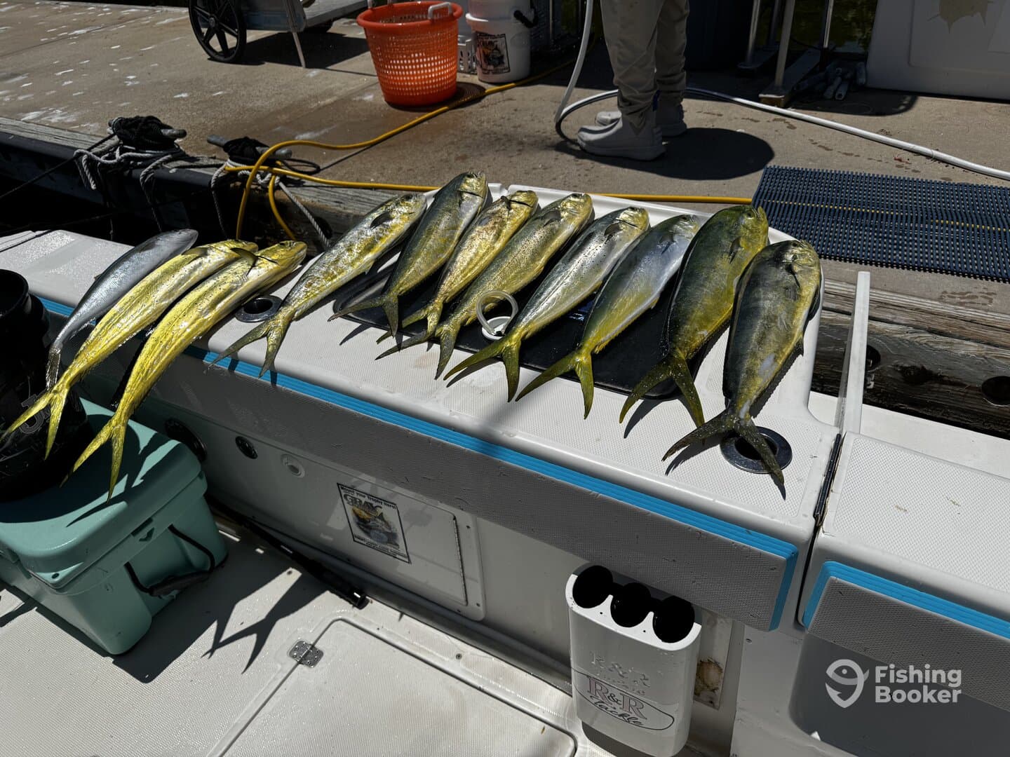 A variety of Mahi Mahi laid out on a boat's cleaning station, showcasing a successful fishing trip.