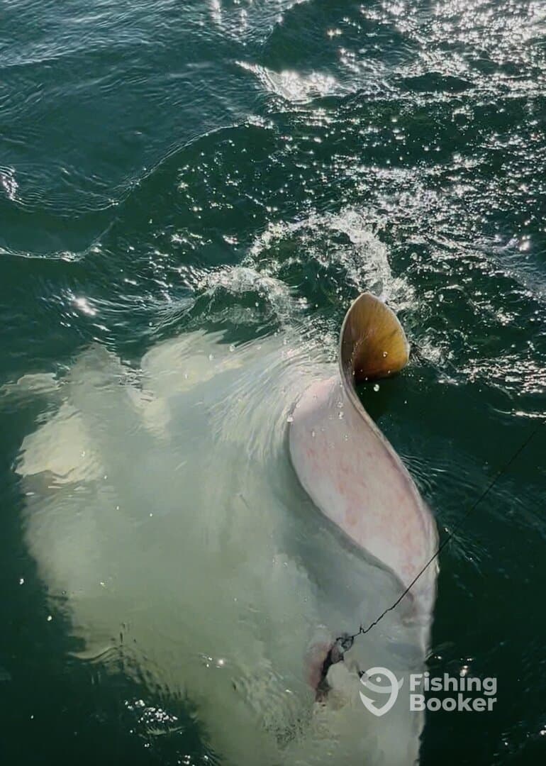 A large stingray is being reeled in during a fishing trip, showcasing the excitement of the catch in the water.
