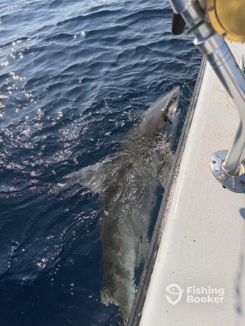 A large shark is being reeled in near the boat, showcasing the excitement of deep-sea fishing.