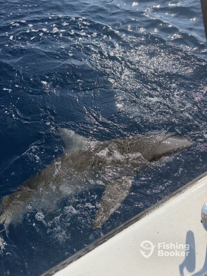 A shark swimming near the boat, showcasing the excitement of offshore fishing.